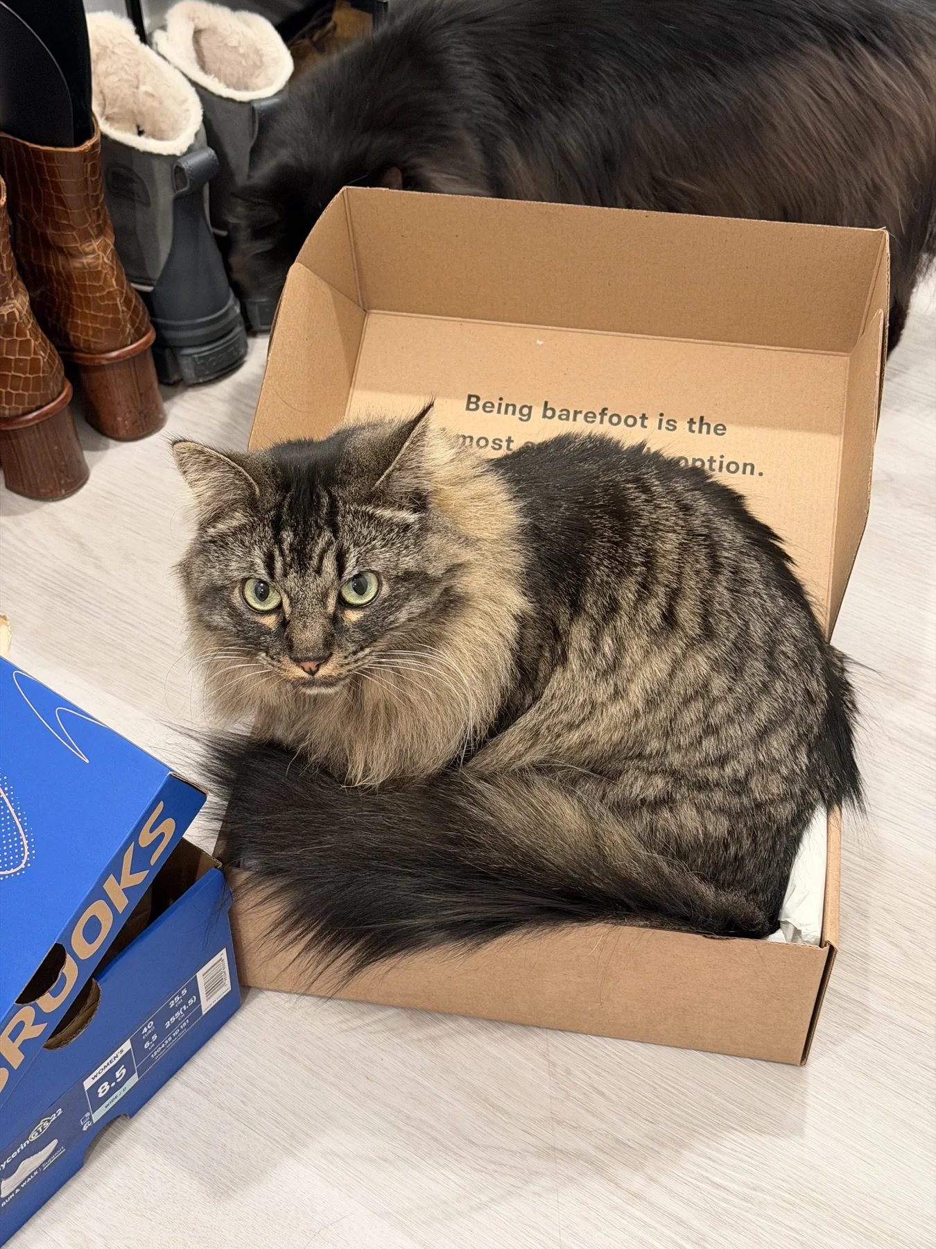 Gremlin in a box